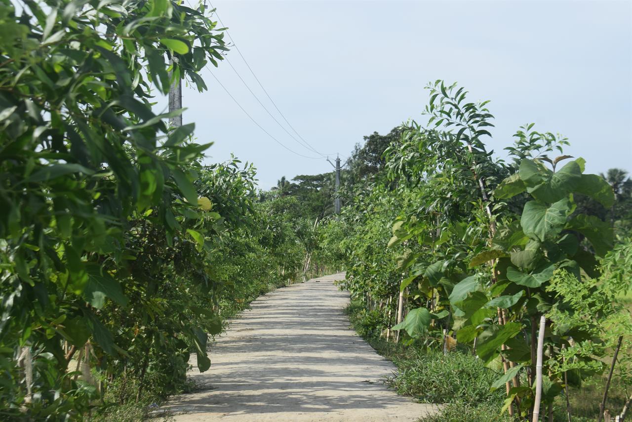 Growing a Greener Tomorrow: Tree Plantation by KMSWS 